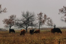 Cow pasture. Lebanon, North Dakota